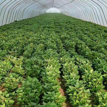 哈密红薯苗保质保量大量现货根系发达成活率高