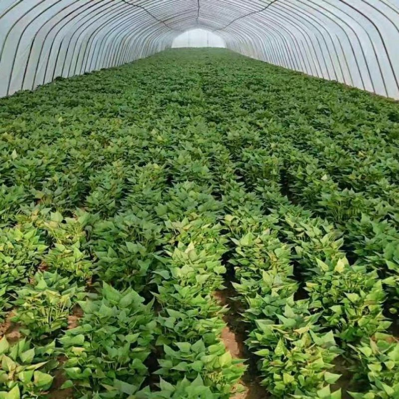 哈密红薯苗保质保量大量现货根系发达成活率高
