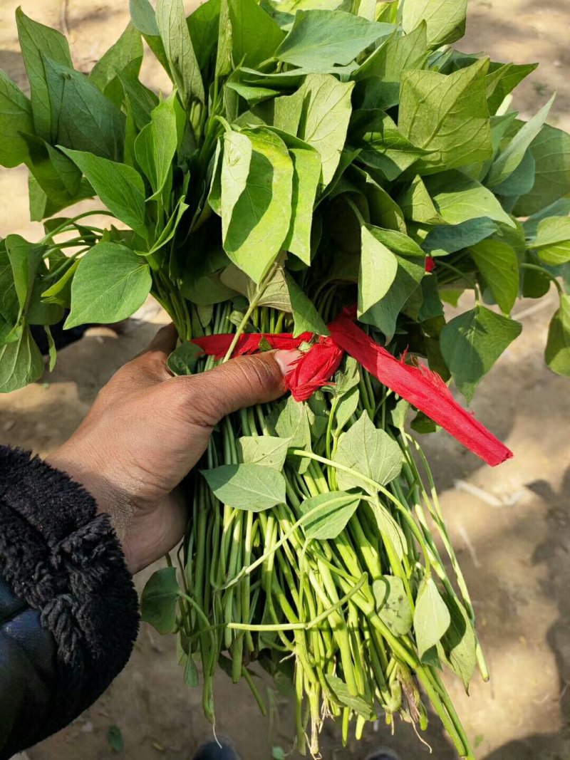 哈密红薯苗保质保量大量现货根系发达成活率高
