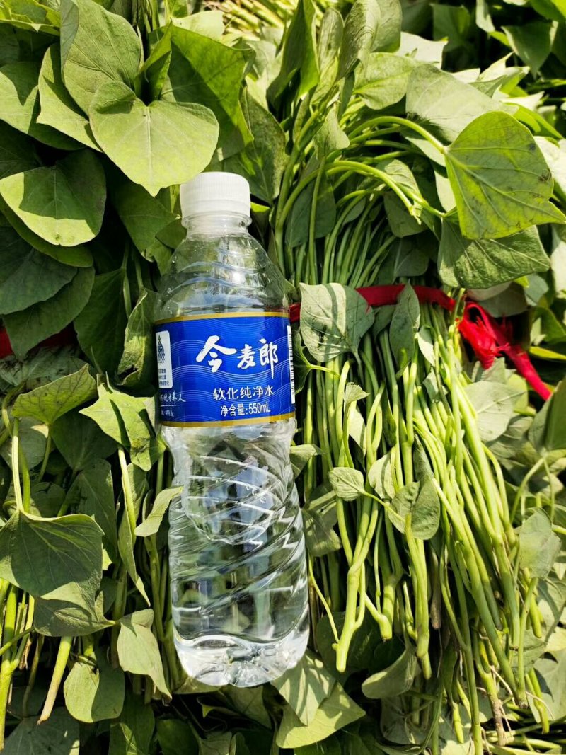 哈密红薯苗保质保量大量现货根系发达成活率高