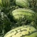 【推荐】大荔县金城5西瓜基地直供量大质优欢迎致电