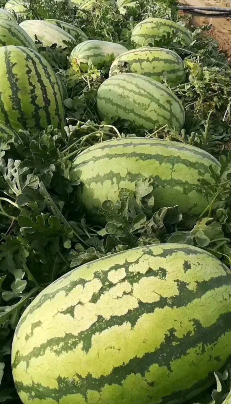 【推荐】大荔县金城5西瓜基地直供量大质优欢迎致电