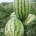 【推荐】大荔县金城5西瓜基地直供量大质优欢迎致电