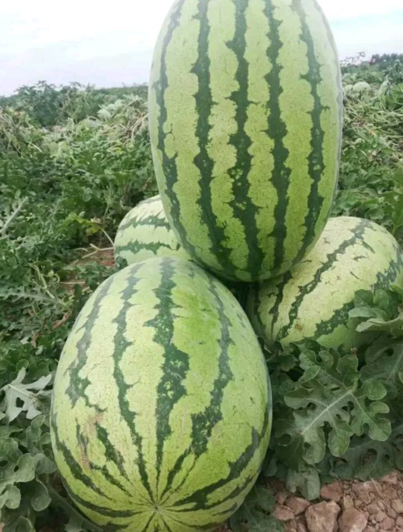 【推荐】大荔县金城5西瓜基地直供量大质优欢迎致电