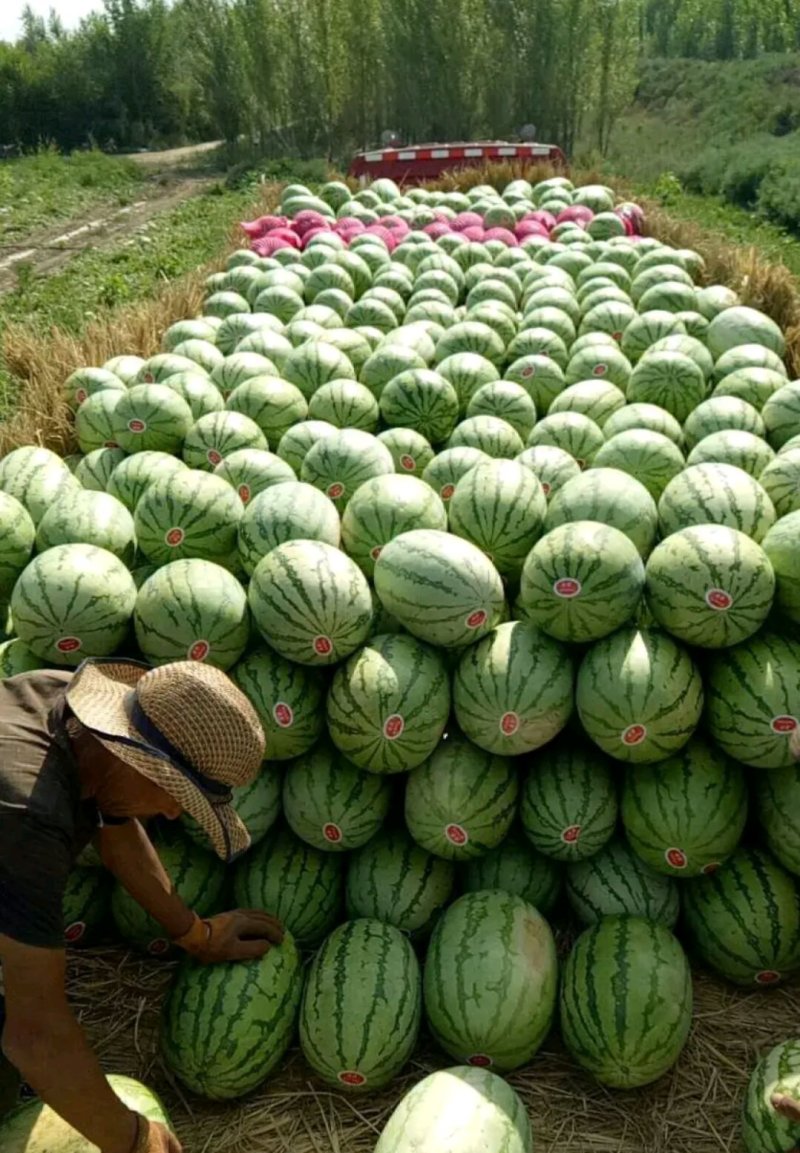 【推荐】大荔县金城5西瓜基地直供量大质优欢迎致电