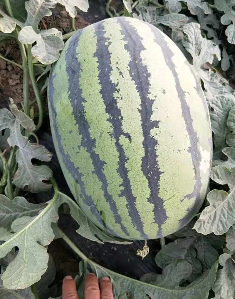 【推荐】大荔县金城5西瓜基地直供量大质优欢迎致电