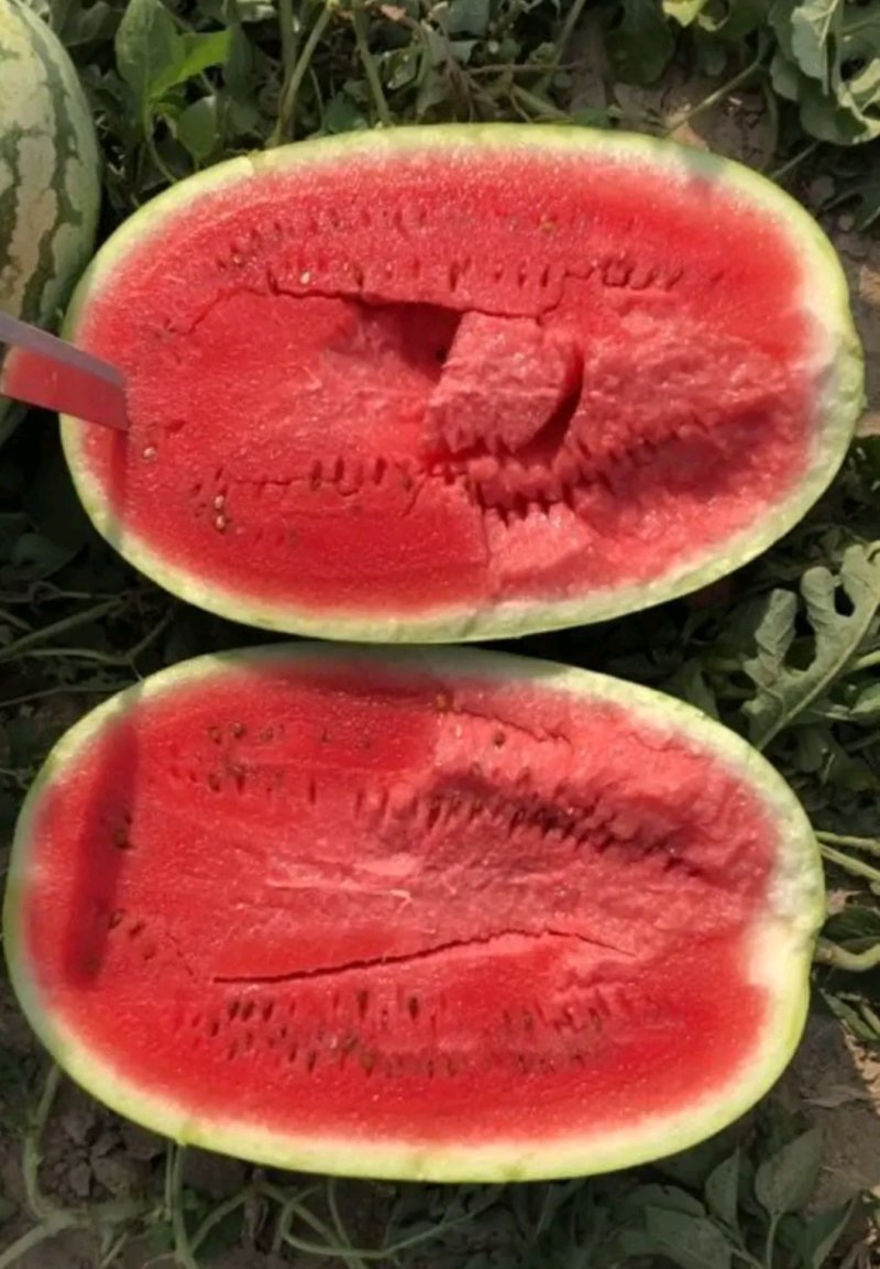 【推荐】大荔县金城5西瓜基地直供量大质优欢迎致电