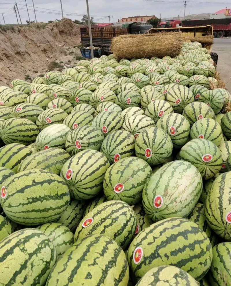 【推荐】大荔县金城5西瓜基地直供量大质优欢迎致电