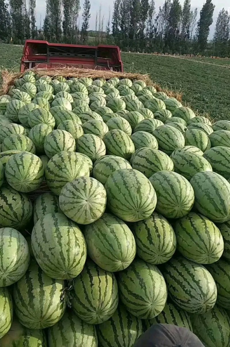 【推荐】大荔县金城5西瓜基地直供量大质优欢迎致电
