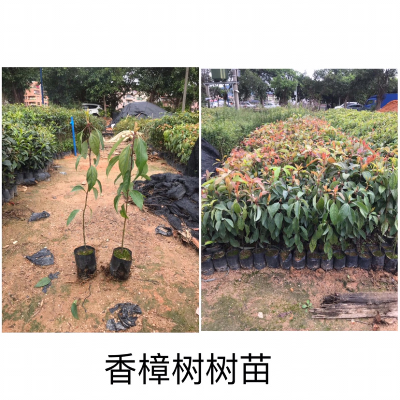 小叶香樟树苗量大从优，详情请联系客服，，