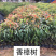 小叶香樟树苗量大从优，详情请联系客服，，