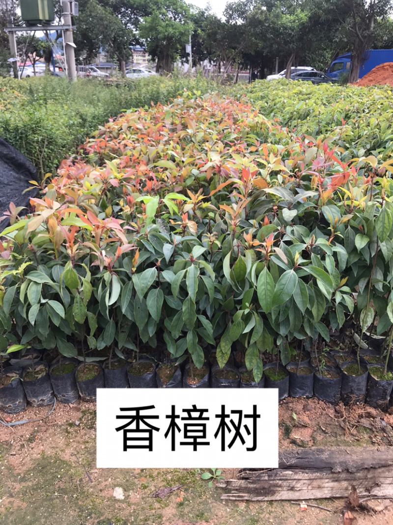 小叶香樟树苗量大从优，详情请联系客服，，
