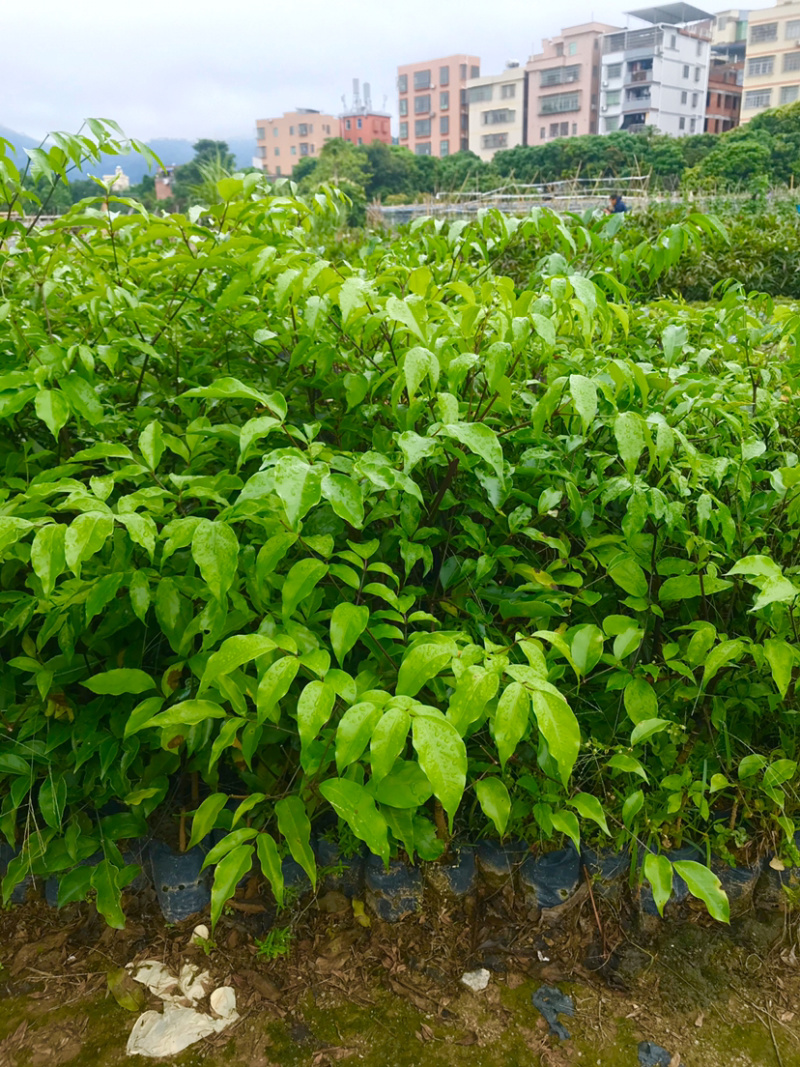 广伞风量大从优，详情联系客服，，，，，，