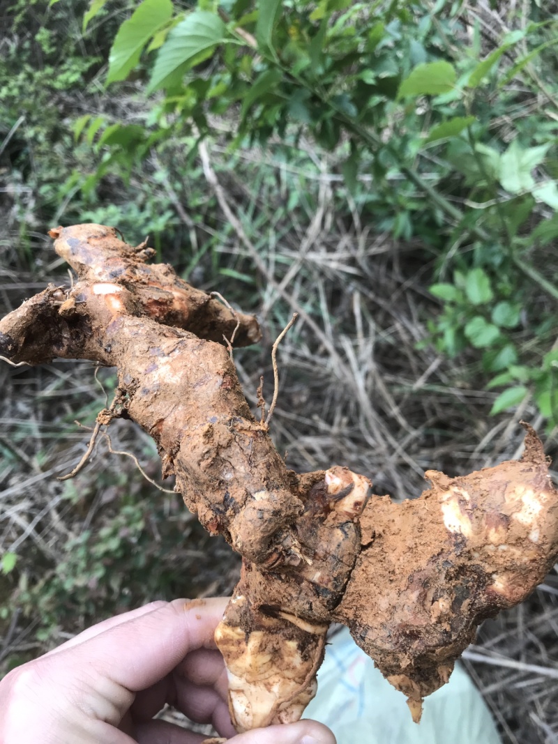 土茯苓野生新鲜土茯苓不是野生不要钱