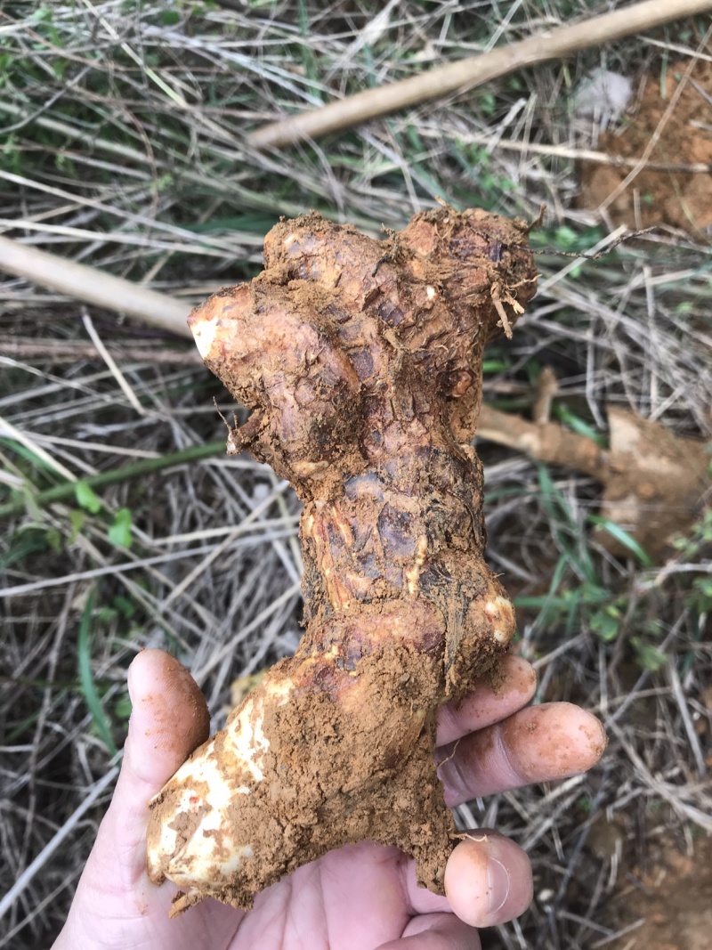 土茯苓野生新鲜土茯苓不是野生不要钱