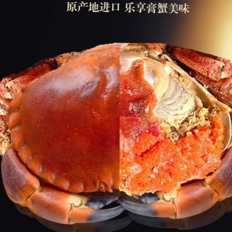 黄金蟹面包蟹海蟹珍宝蟹黄道蟹海鲜活体熟冻即食新鲜面包蟹