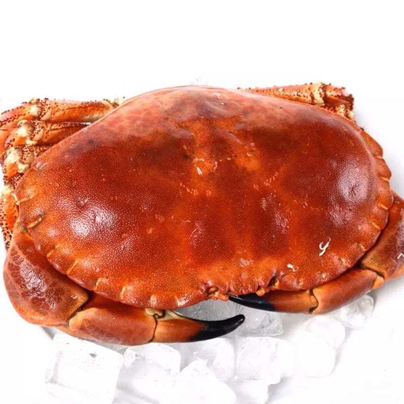 黄金蟹面包蟹海蟹珍宝蟹黄道蟹海鲜活体熟冻即食新鲜面包蟹