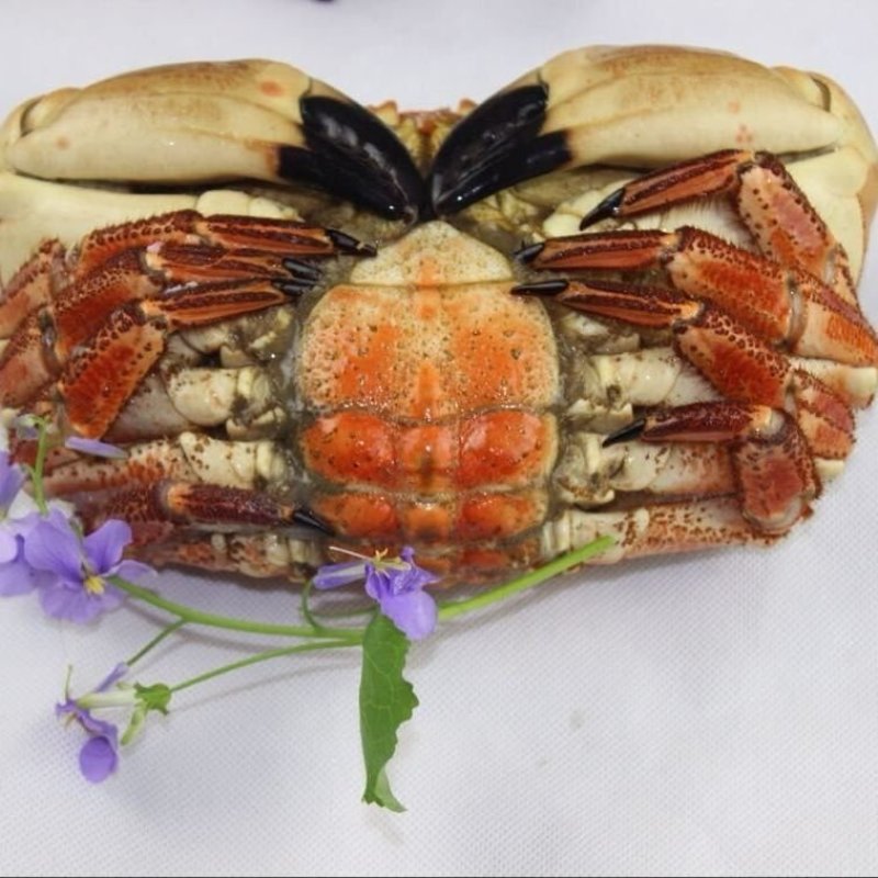 黄金蟹面包蟹海蟹珍宝蟹黄道蟹海鲜活体熟冻即食新鲜面包蟹