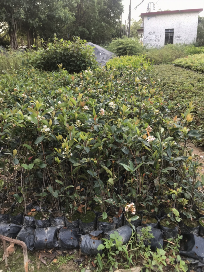 春花，车轮梅，量大从优，详情请联系客服。