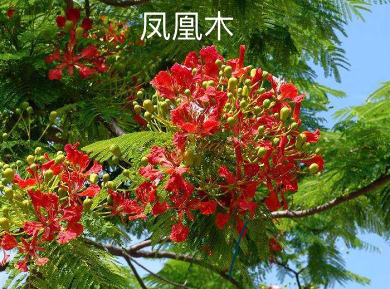 凤凰木，红花楹，量大从优，详情请联系客服