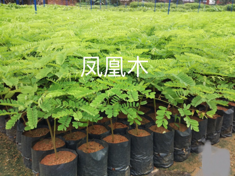 凤凰木，红花楹，量大从优，详情请联系客服