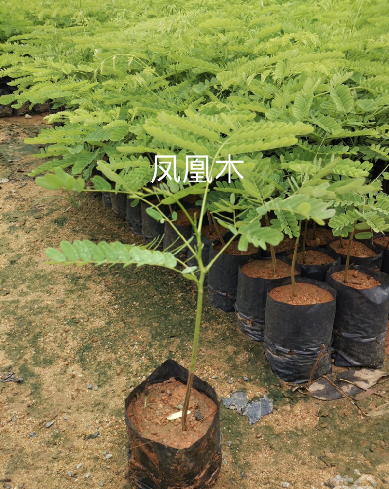 凤凰木，红花楹，量大从优，详情请联系客服