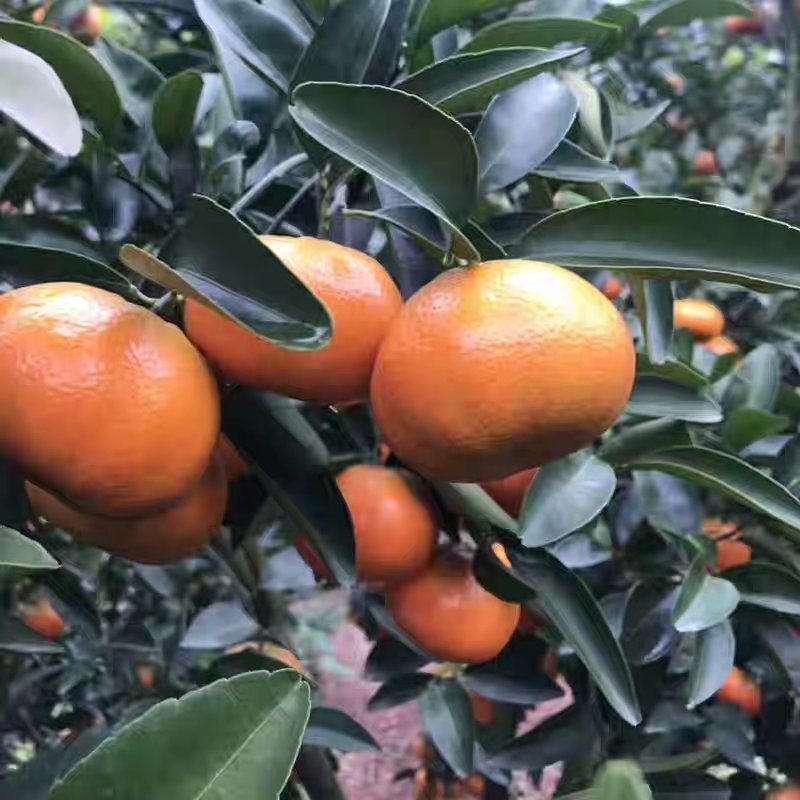 小青柑，制茶专用量大从优支持打款发货