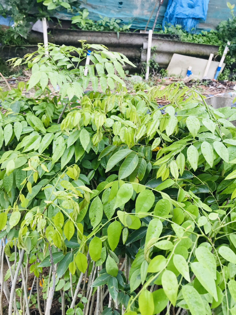 海南黄花梨名贵植物黄花梨量大从优，详情请联系客服