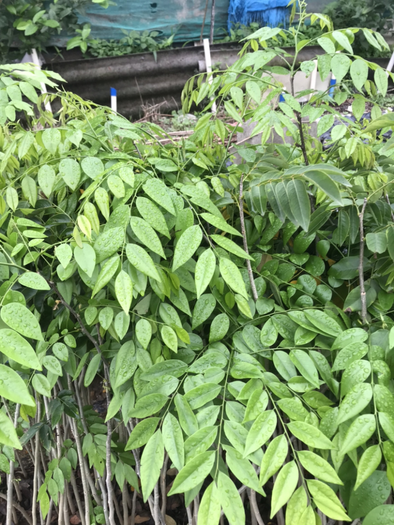 海南黄花梨名贵植物黄花梨量大从优，详情请联系客服