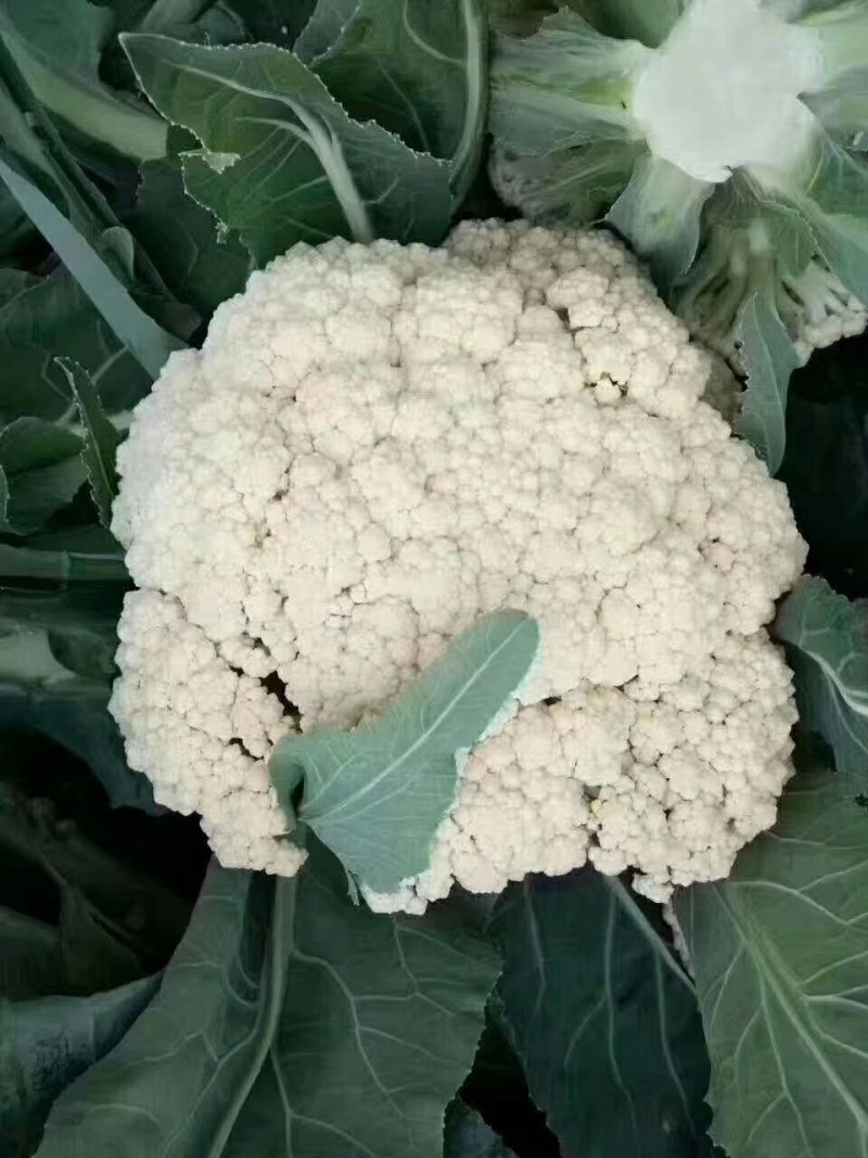 河北邯郸有机花菜诚信经营合作共赢。