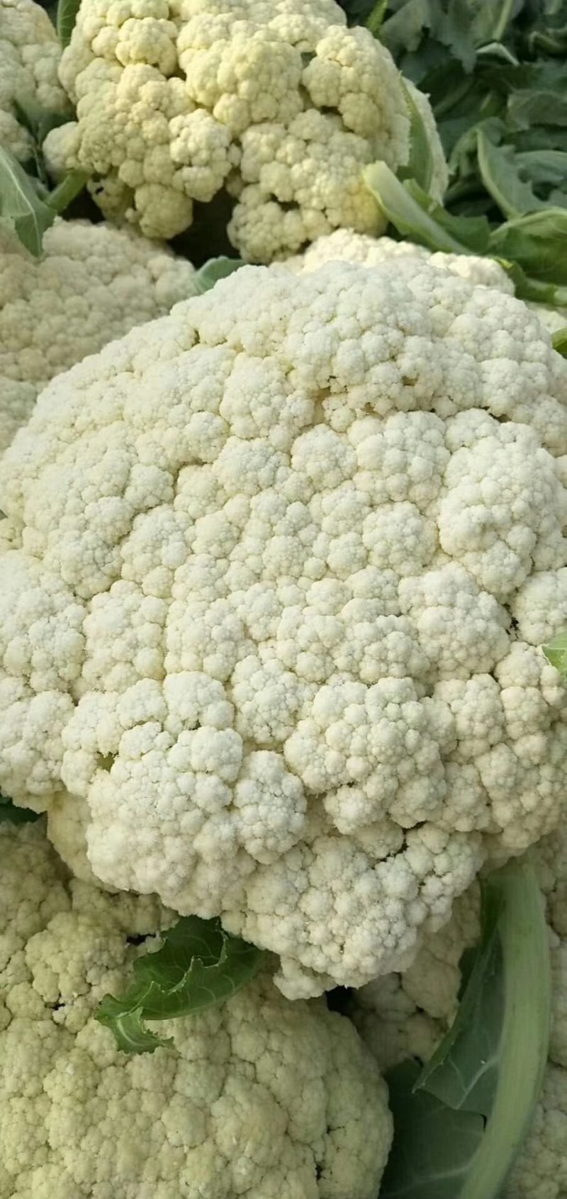 河北邯郸有机花菜诚信经营合作共赢。