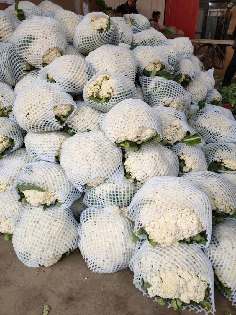 河北邯郸有机花菜诚信经营合作共赢。