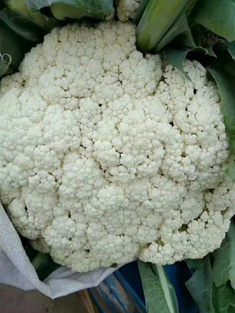 河北邯郸有机花菜诚信经营合作共赢。