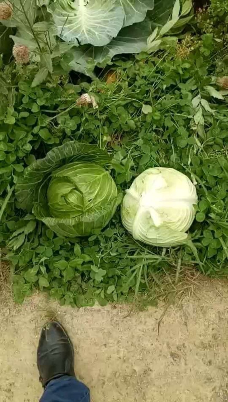精品甘蓝自产自销，支持发货欢迎咨询订购