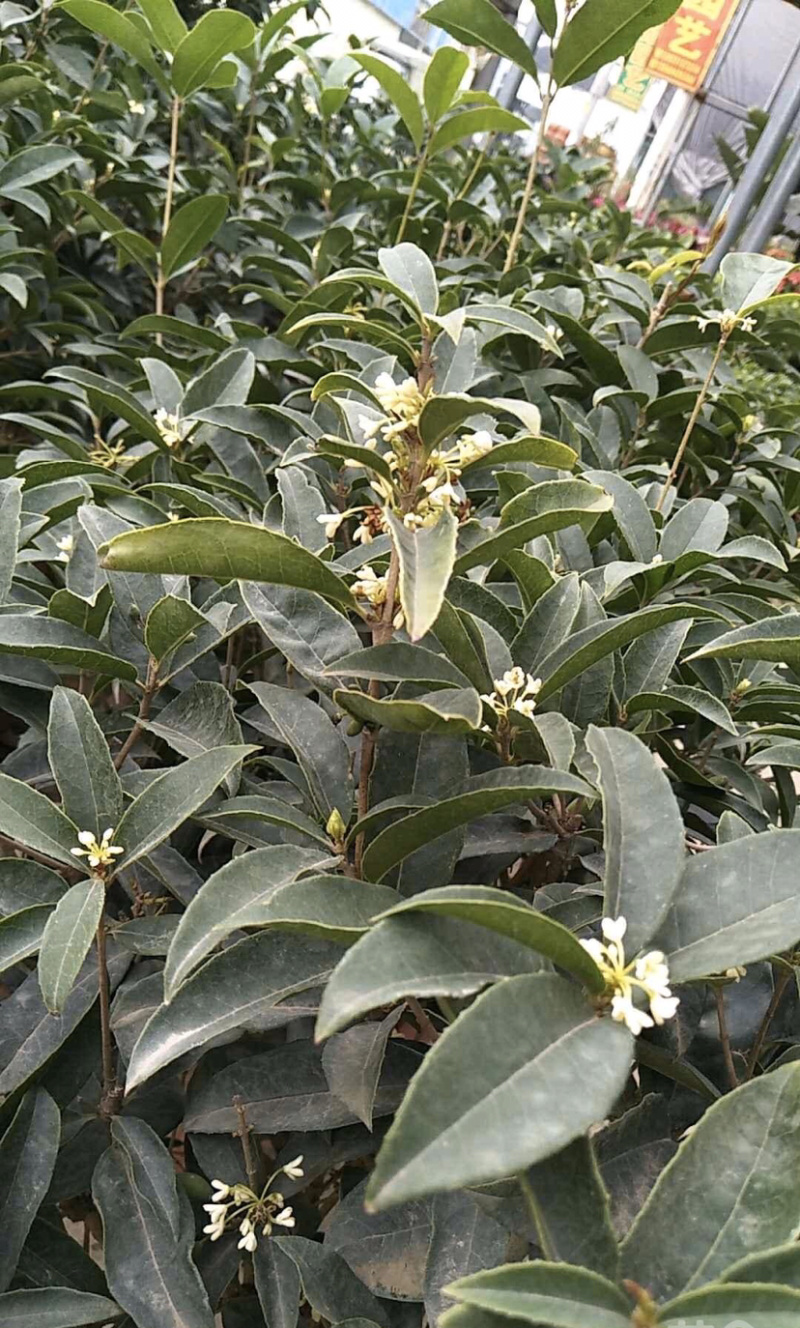 四季桂花四季桂花树苗量大从优，详情请联系客服