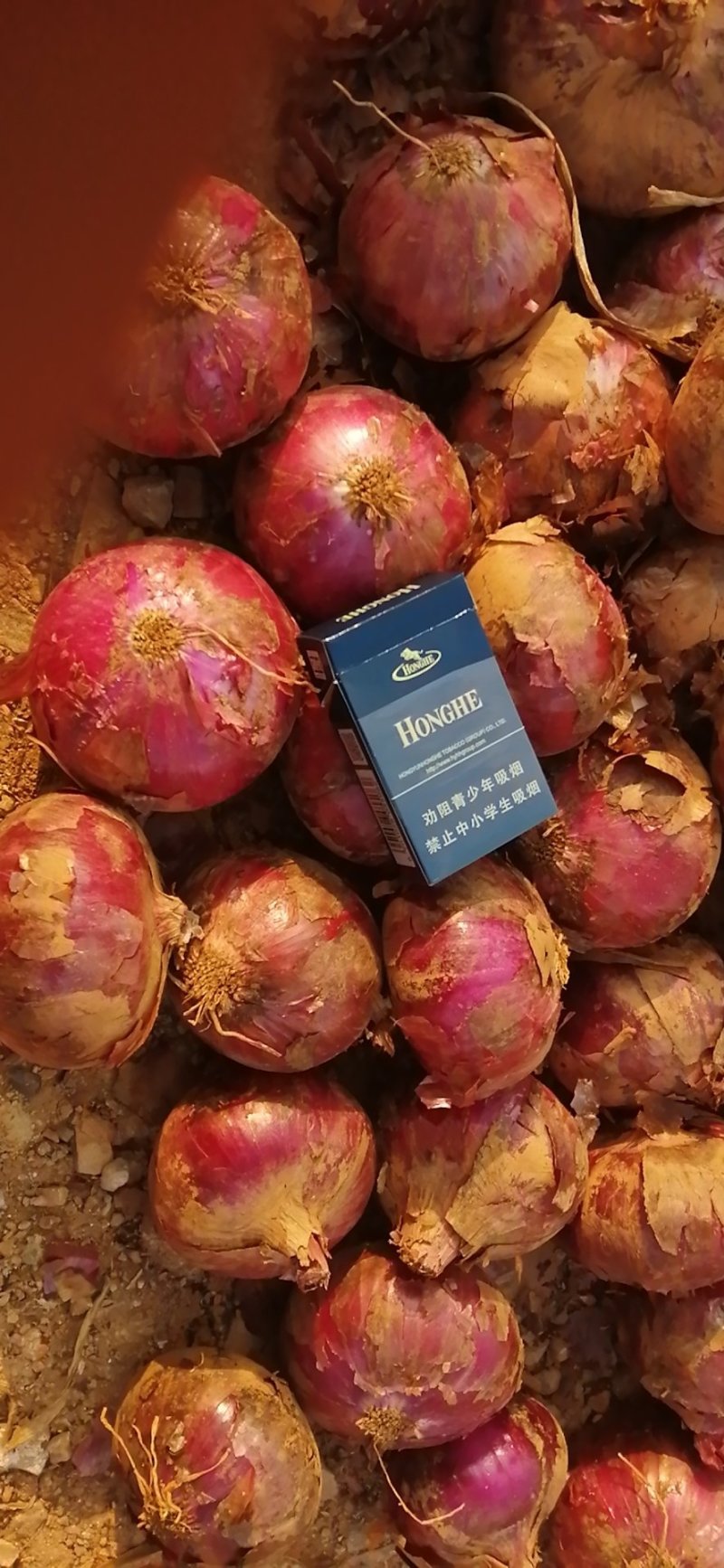 紫皮洋葱