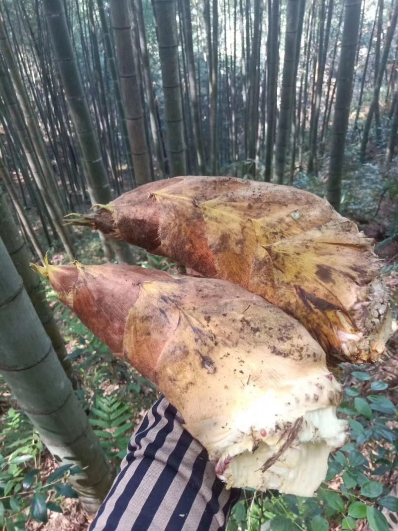 精选福建龙岩笋干无硫，不包邮。