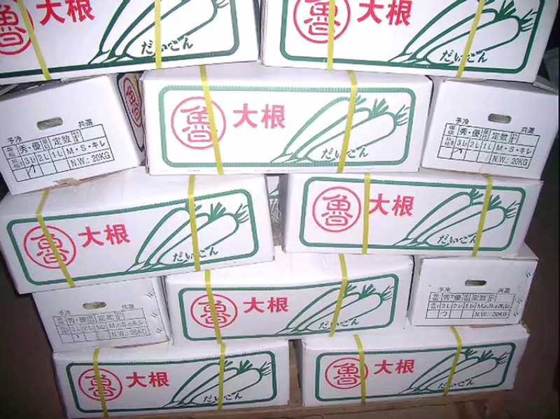 山东春雷萝卜100亩大量上市出口级