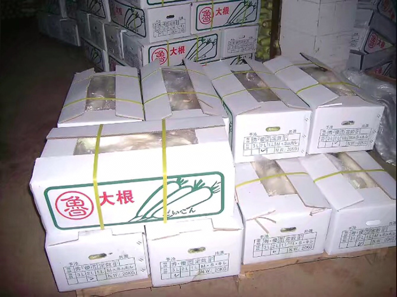 山东春雷萝卜100亩大量上市出口级