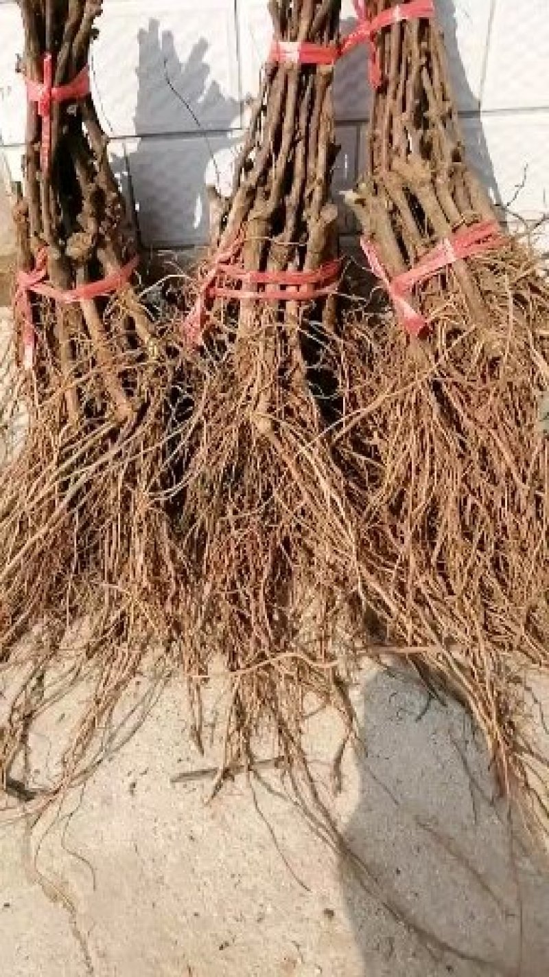 河北昌黎摩尔多瓦葡萄苗品种纯正苗木质量优