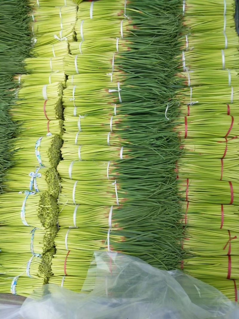 通许精品红帽蒜苔大量上市，市场，商超，电商库存请联系我！
