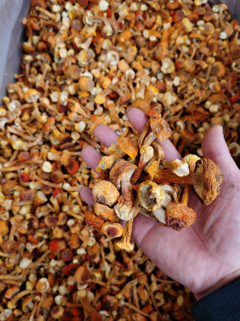 头茬姬松茸顶级颜色菇形好，基地一手货源