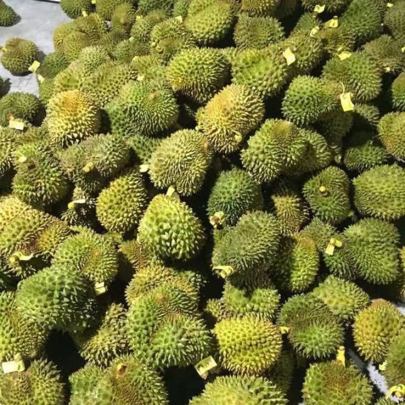 泰国榴莲新鲜金枕头现货供应