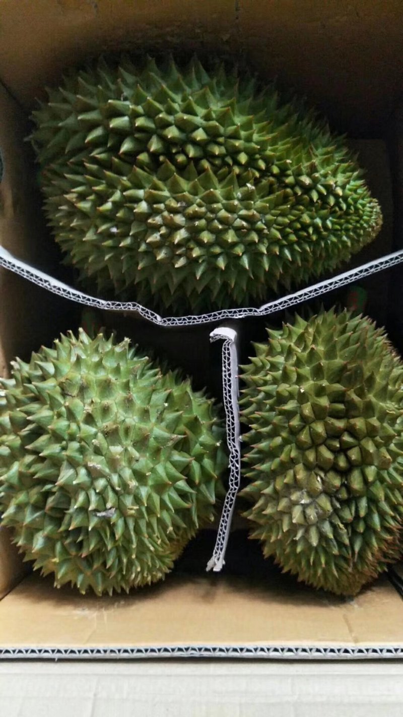 泰国榴莲新鲜金枕头现货供应