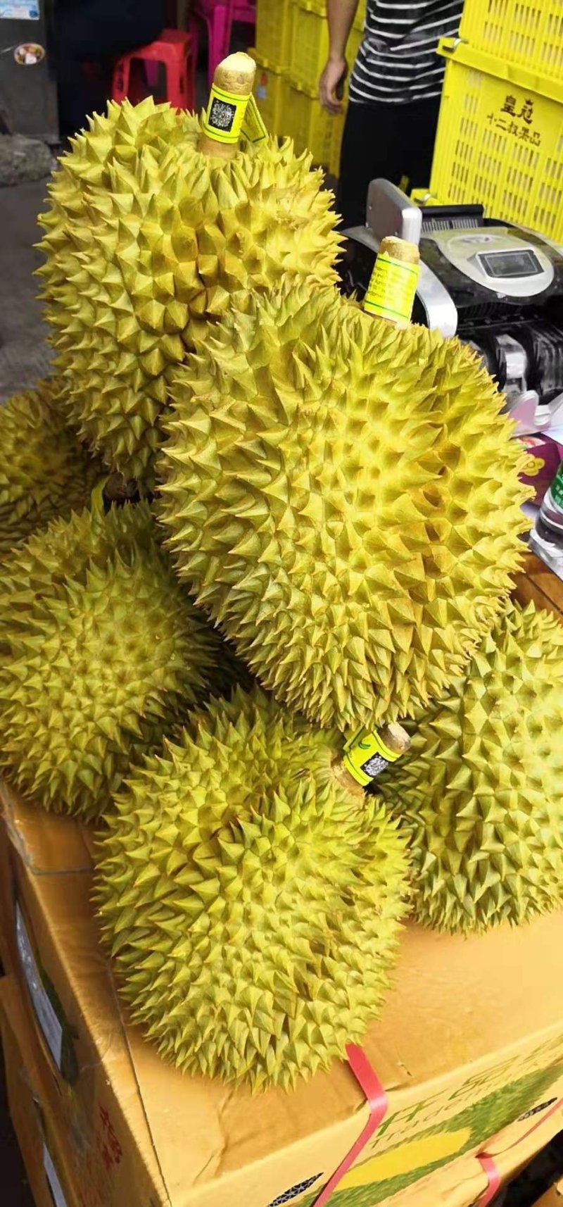 泰国榴莲新鲜金枕头现货供应