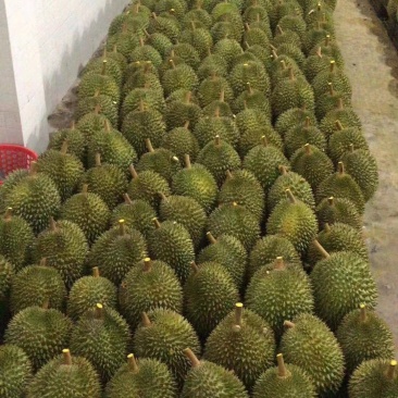 泰国榴莲新鲜金枕头现货供应