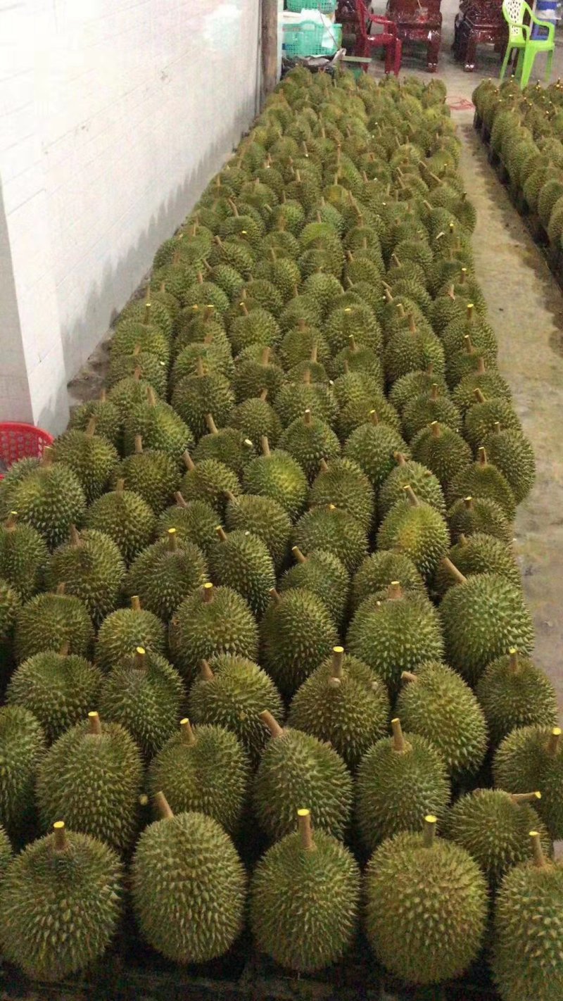 泰国榴莲新鲜金枕头现货供应