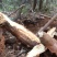 湿葛根野生纯正葛根天然柴葛根营养一整个鲜葛根