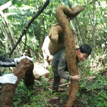 湿葛根野生纯正葛根天然柴葛根营养一整个鲜葛根