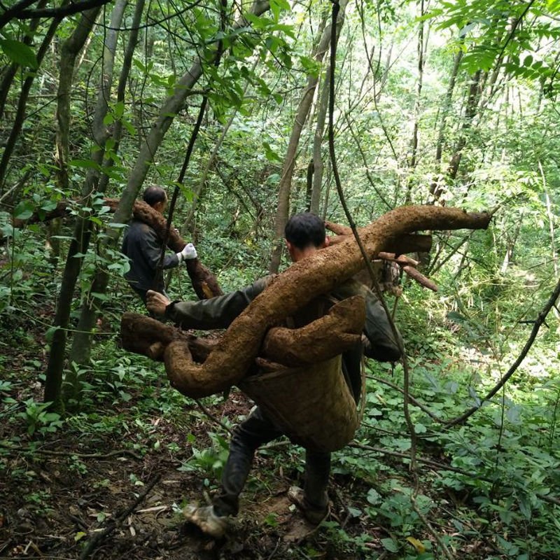 湿葛根野生纯正葛根天然柴葛根营养一整个鲜葛根
